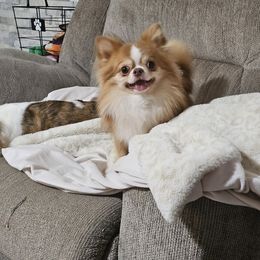 Chihuahua Puppies from Pretty Little Chis