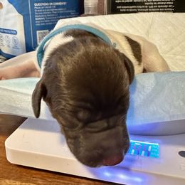 German Shorthaired Pointer Puppies from Mill Creek GSP