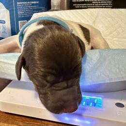 German Shorthaired Pointer Puppies from Mill Creek GSP