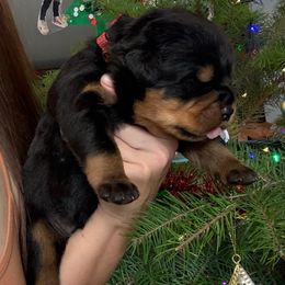 Hulk - Black and mahogany male Rottweiler puppy in Grass Valley, California from Rottweiler vom Hause Wolf