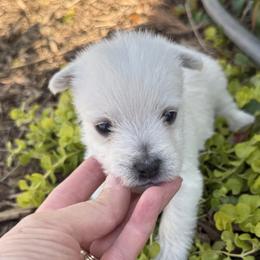 Zoie - White female West Highland White Terrier puppy in Bowling Green, Kentucky from Tiffany's Papillons