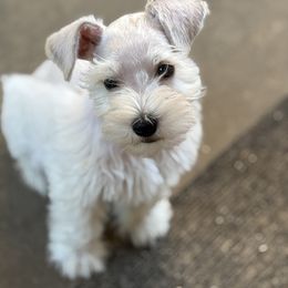 Red male - White male Miniature Schnauzer puppy in Sumner, Texas from 3M Kennels, LLC