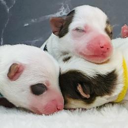 Yorkshire Terrier puppies from Tiny and Treasured