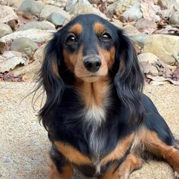 Veronica - Dachshund