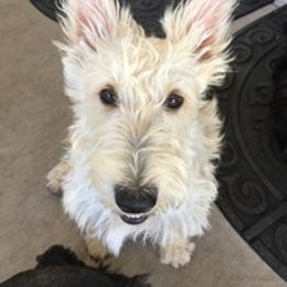 Piper - Scottish Terrier