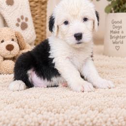 Green - Gray and white male Old English Sheepdog puppy in Iowa from Midwest Puppy Paws