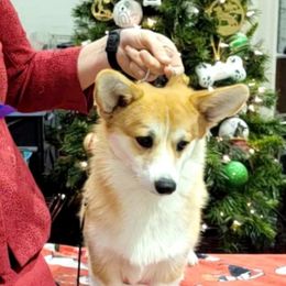 Pembroke Welsh Corgi Puppies from Cattal Corgis