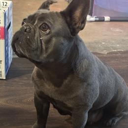 Cali - French Bulldog