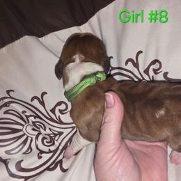 Girl8 - Red and white female Basset Hound puppy in Whitney, Texas from Happy Hound Bassets of Whitney