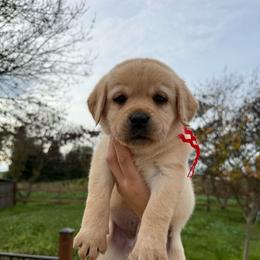 Red - Yellow female Labrador Retriever puppy in Escalon, California from Hansen Retrievers