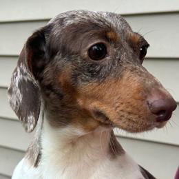Sally - Dachshund