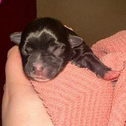 Boy 2 - Black male Morkie puppy in Aliquippa, Pennsylvania from The Morkie Mom