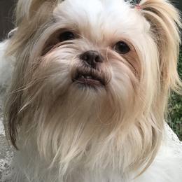 Rosie - Liver and white female Shih Tzu puppy in Cullman, Alabama from Divine Hill Farm