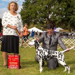 Dalmatians from 4 AM Dalmatians