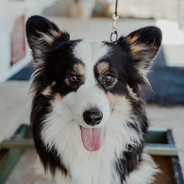Panda - Pembroke Welsh Corgi