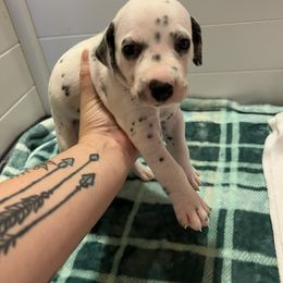 Dalmatian Puppies from Hallmark Dalmatians;