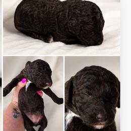 Dandelion - Chocolate female Goldendoodle puppy in Delphos, Ohio from Route 66 Poodles & Doodles, Sapphire Shih-tzu's of Ohio