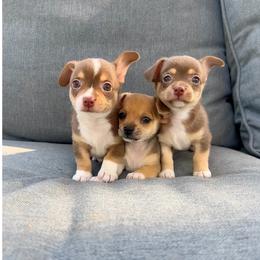 Chihuahua puppies from Gift of Gods Favor