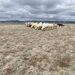 German Shepherd All Grown Up from Brisingamen Shepherds