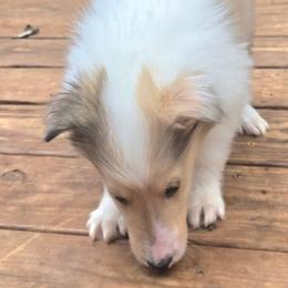 Micah - Sable merle male Collie puppy in Winder, Georgia from Dove Creek Collies