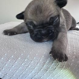 Dutton - Blue fawn male French Bulldog puppy in Cleveland, Tennessee from Grammer's Southern Breeding