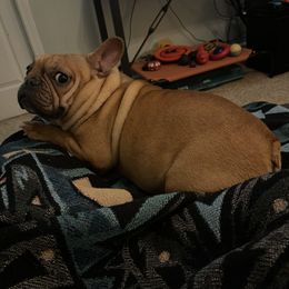 Dachshunds and French Bulldogs from MNE Miniature Dachshunds and French Bulldogs