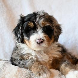 Bernedoodles from Stanger Farms