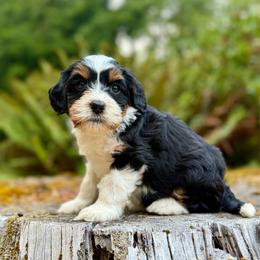 Drizella (Purple Collar) - Tri-color female Bernedoodle puppy in Stanwood, Washington from Butter Cup Pups and Paws