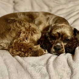 Bogey - Cocker Spaniel