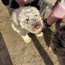 Aussiedoodle, Australian Shepherd, and Poodle Puppies from Love my doodles/ Aussiedoodle love