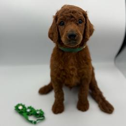 Mojito - Red  male Poodle puppy in Mount Vernon, Illinois from AMC Poodles