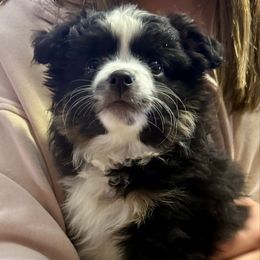MAX BLACK - Black tri female Toy Australian Shepherd puppy in Syracuse, Indiana from Klenke Toy Aussies