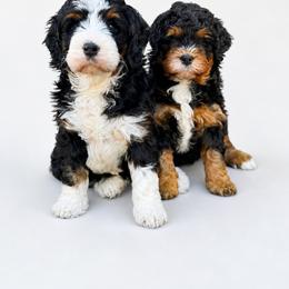 Winnie AND Biscuit - Tri-color female Bernedoodle puppy in Charleston, South Carolina from Palm Belle Doodles