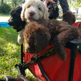 Goldendoodle, Labradoodle, and Poodle Puppies from Mississippi Retrievers