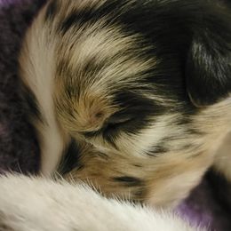 Australian Shepherd Puppies from Summit Australian Shepherds