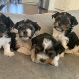 Biewer Terrier Puppies from Biewer Terrriers of Stone Creek