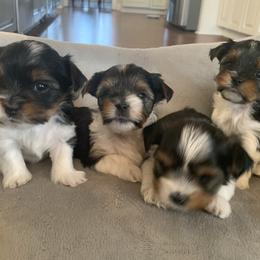 Biewer Terrier Puppies from Biewer Terrriers of Stone Creek