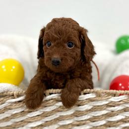Orange collar - Red  female Goldendoodle puppy in Monrovia, California from Fancy Paws Inc