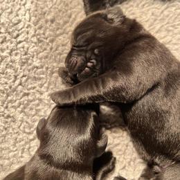 Boy 3 - Labrador Retriever puppy in Menomonee Falls, Wisconsin from Steppinstone Dog Training and Labradors/BC’s