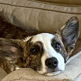 Cardigan Welsh Corgis and Lancashire Heelers from Carla's Cardigan Welsh Corgis & Lancashire Heelers
