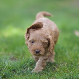 Australian Labradoodle Puppies from Bedrock Labradoodles