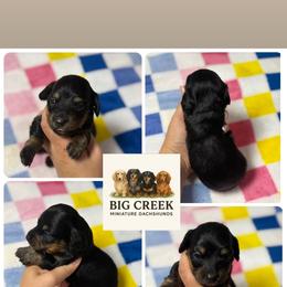 Franny - Black and tan female Dachshund puppy in Durant, Oklahoma from Big Creek Mini Dachshund