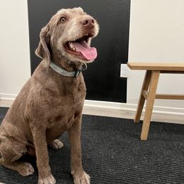 Peanut - Labradoodle