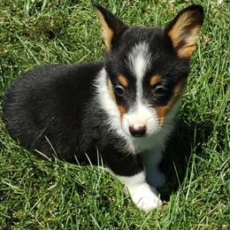 American Corgi Puppies from PBJ Corgis