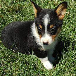 American Corgi Puppies from PBJ Corgis