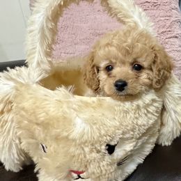 Poodle Puppies from Too Cute Toy Poodles