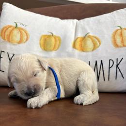 Dark blue - Cream male Goldendoodle puppy in Brooksville, Florida from Abby’s Standard Goldendoodles