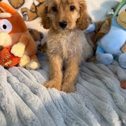 Butters - Apricot male Cavapoo puppy in Woodridge, New York from Woodland poodles and Cavapoos