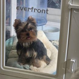 Girl 2 - Black and tan female Yorkshire Terrier puppy in Nitro, West Virginia from Nitro Elite Babydoll Yorkies