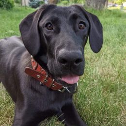 Chinook, Golden Retriever, and Labrador Retriever Puppies from Aurum Canine Services